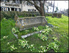 churchyard primroses