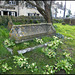 churchyard primroses