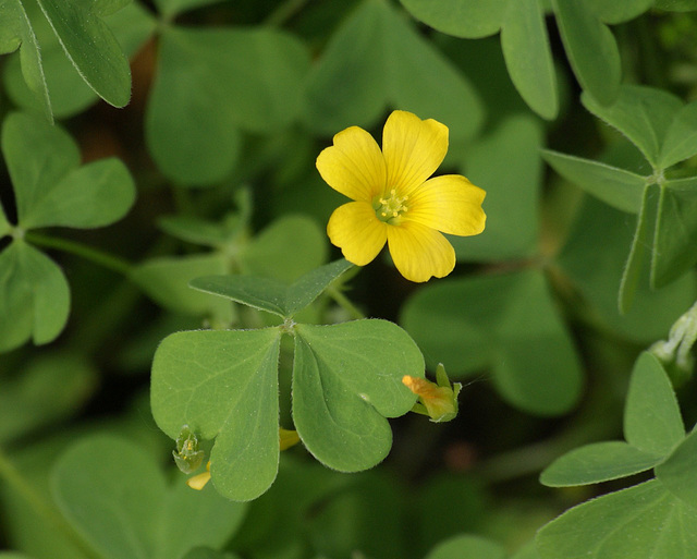 oxalis tricta/oxalide dressée/lady's sorrel oxalis tricta/oxalide dressée/lady's sorrel