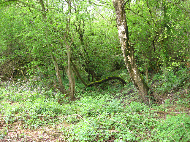 Woodland near Oak Farm Quarry