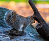 Grey squirrel