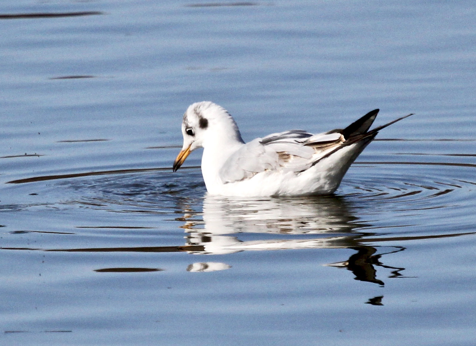 Möwe auf dem Weiher