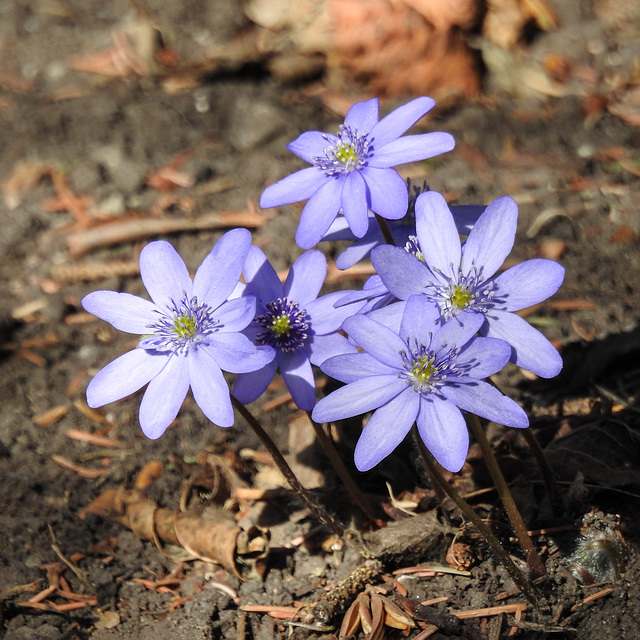 Hepatica