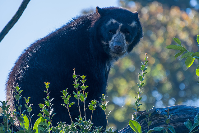 Spectacled bear (1)