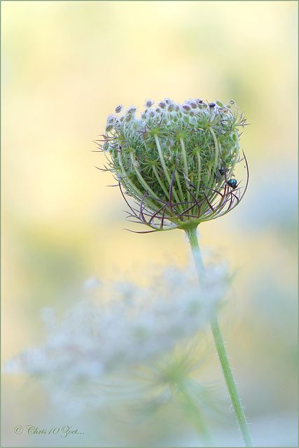 Wild carrot, Bird's nest ~ Wilde peen (Daucus carota)...