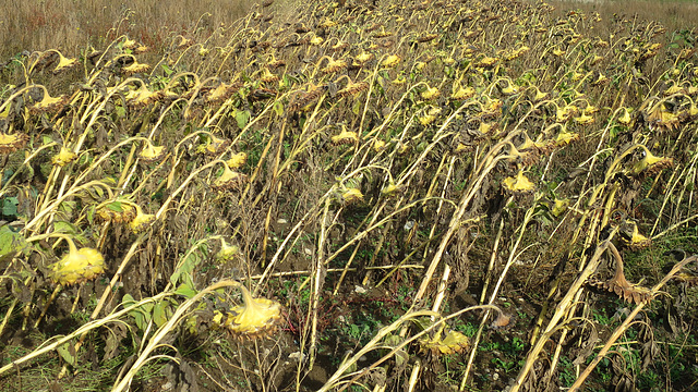 Sunflower Field