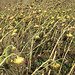 Sunflower Field