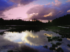 Mirror of the heath Mirror of the heath