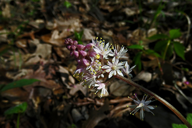 Foam Flower