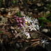 Foam Flower