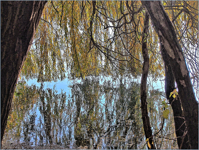 Waldsee Grube Fernie