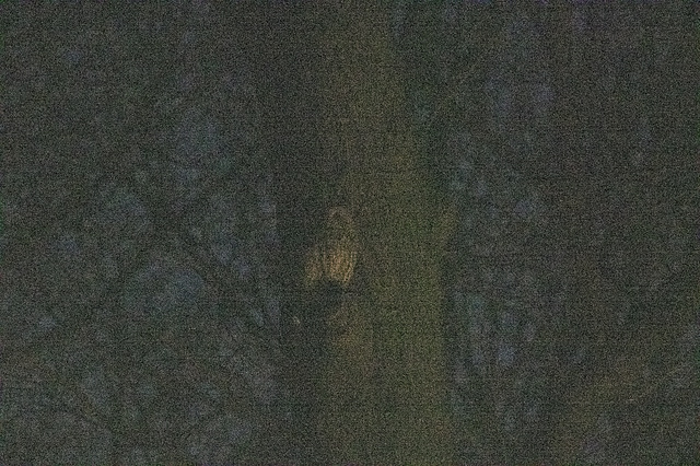 Tawny Owl