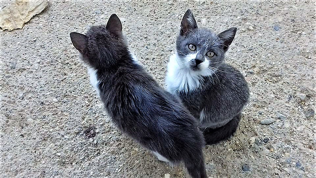 These two little kitties look so much like their mum.