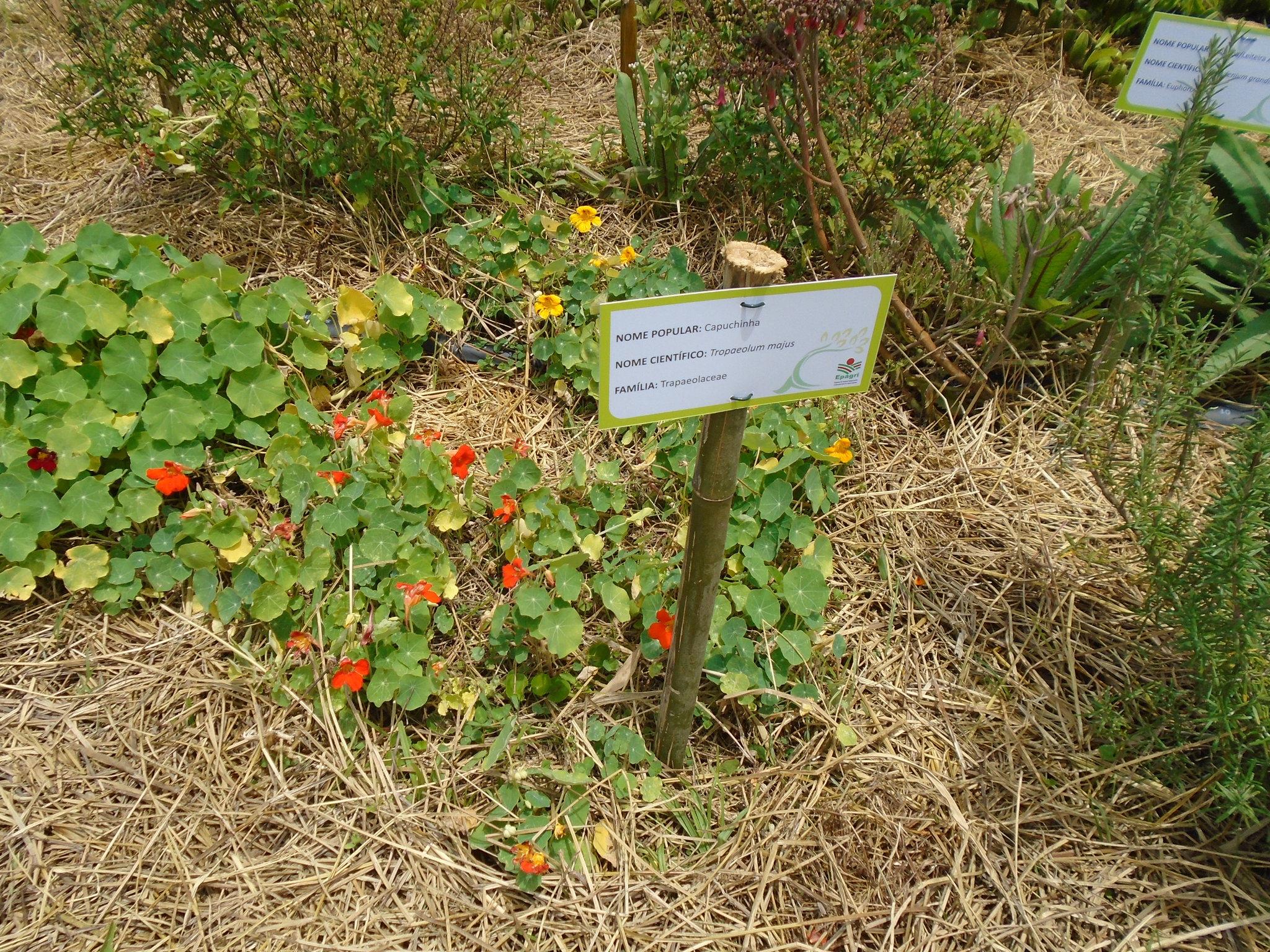 DSC01067 - capuchinha Tropaeolum majus, Tropaeolaceae