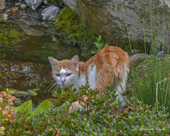 Katze am Teich