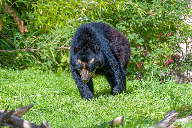 Spectacled bear22