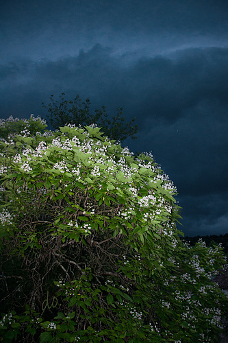 Catalpa un soir d'orage 2