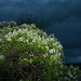 Catalpa un soir d'orage 2