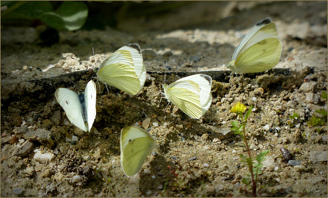 Small white's ~ Klein koolwitje (Pieris rapae)...