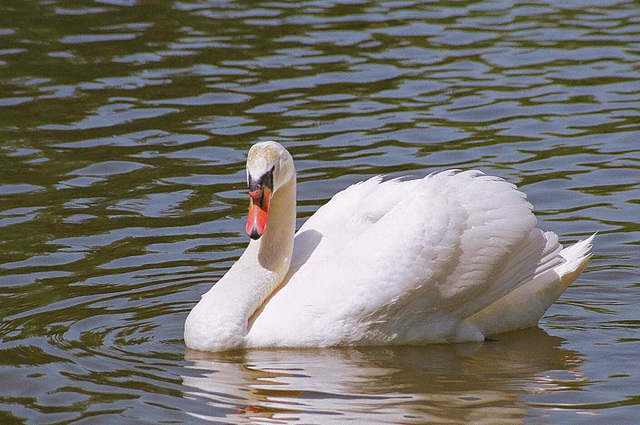 a swan reflecting