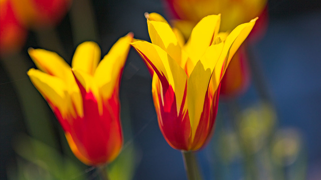 220415 Montreux fleurs