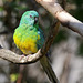 Unbekannter Papagei - Singsittich (Wilhelma)