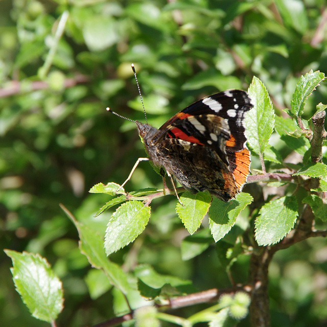 Red Admiral