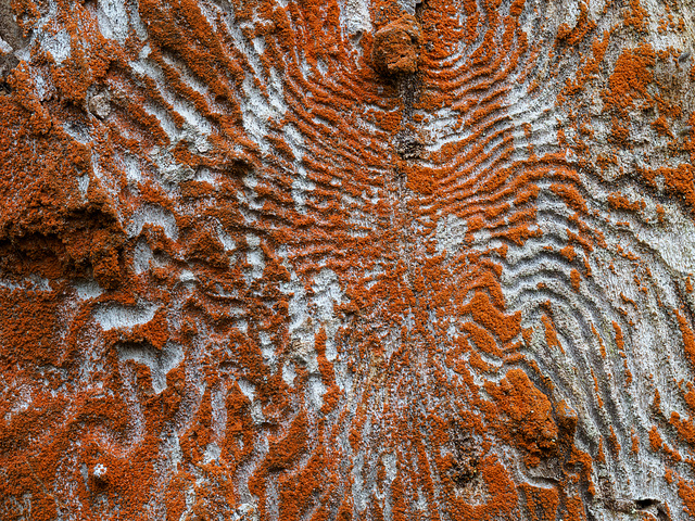 Rostpilz auf Fraßspur an totem Baum