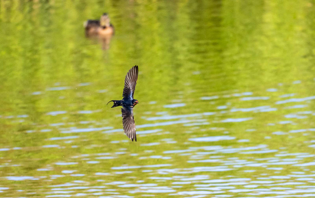 Birds in flight from today.