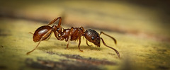 Die Waldknotenameise (Myrmica ruginodis) auf ihrer Runde :)) The forest knot ant (Myrmica ruginodis) on its rounds :)) La fourmi noueuse des forêts (Myrmica ruginodis) en tournée :))