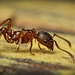 Die Waldknotenameise (Myrmica ruginodis) auf ihrer Runde :)) The forest knot ant (Myrmica ruginodis) on its rounds :)) La fourmi noueuse des forêts (Myrmica ruginodis) en tournée :))