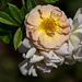 20140801 4395VRAw [D~E] Rose, Gruga-Park, Essen