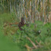 lapin de garenne (Oryctolagus cuniculus) - Drôme
