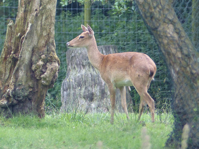 Knowsley Safari Park (11) - 14 July 2015