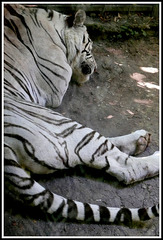 Tigre blanc