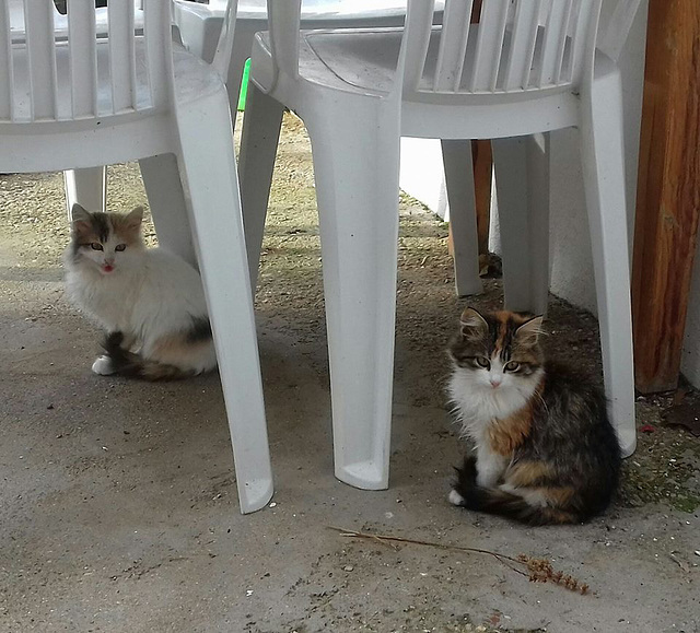 Two gorgeous kitties, beautifully marked.