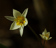 Tulipa turkestanica