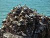 20180406 3625CPw [D~PI] Basstölpel (Moeus bassanus), Helgoland