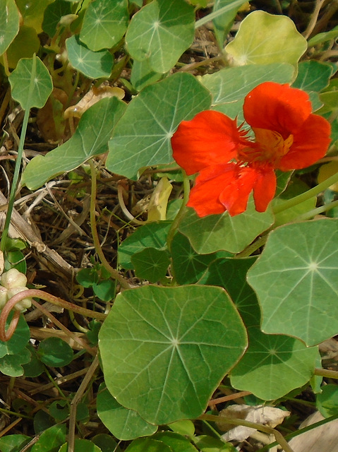 DSC01068 - capuchinha Tropaeolum majus, Tropaeolaceae