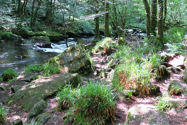 golitha falls (8)