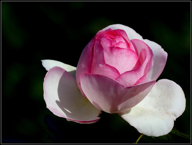 une rose pour la fin de l'année