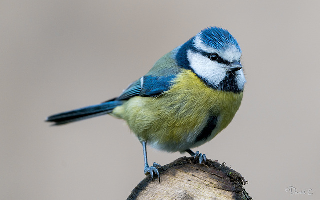 Blue Tit Portrait