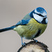 Blue Tit Portrait