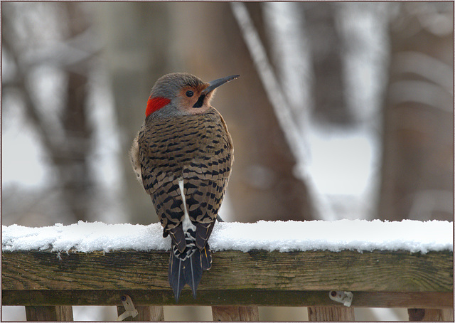 Flicker hanging about