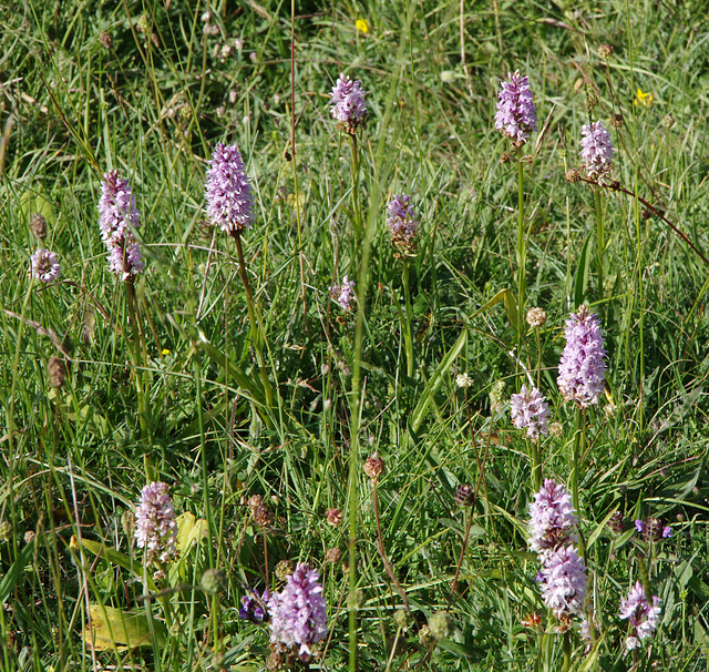 Common spotted orchid