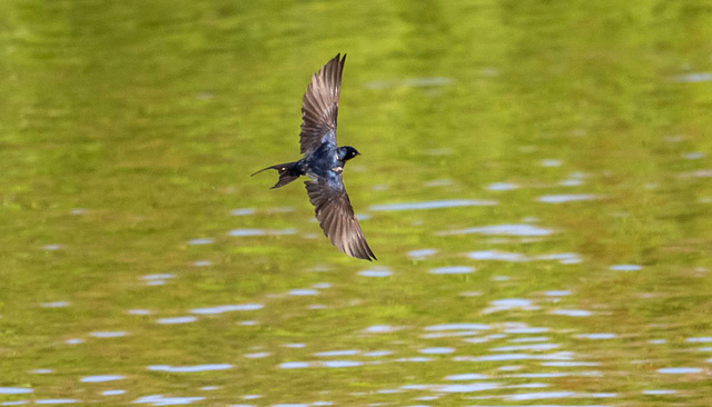 Birds in flight from today.