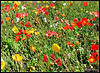 Poppy Garden.