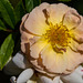 20140801 4396VRAw [D~E] Rose, Gruga-Park, Essen