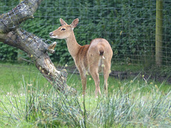 Knowsley Safari Park (12) - 14 July 2015