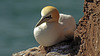 20180406 3627CPw [D~PI] Basstölpel (Moeus bassanus), Helgoland